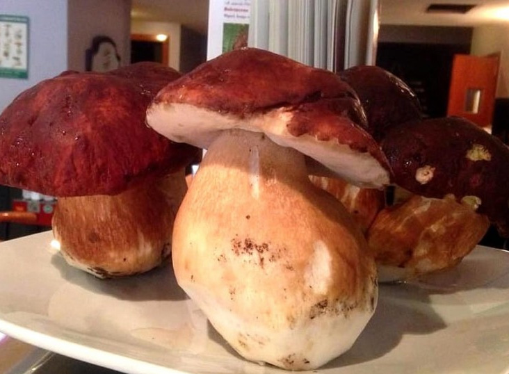 Soria, paraíso micológico: boletus, níscalos, setas de cardo, trufa